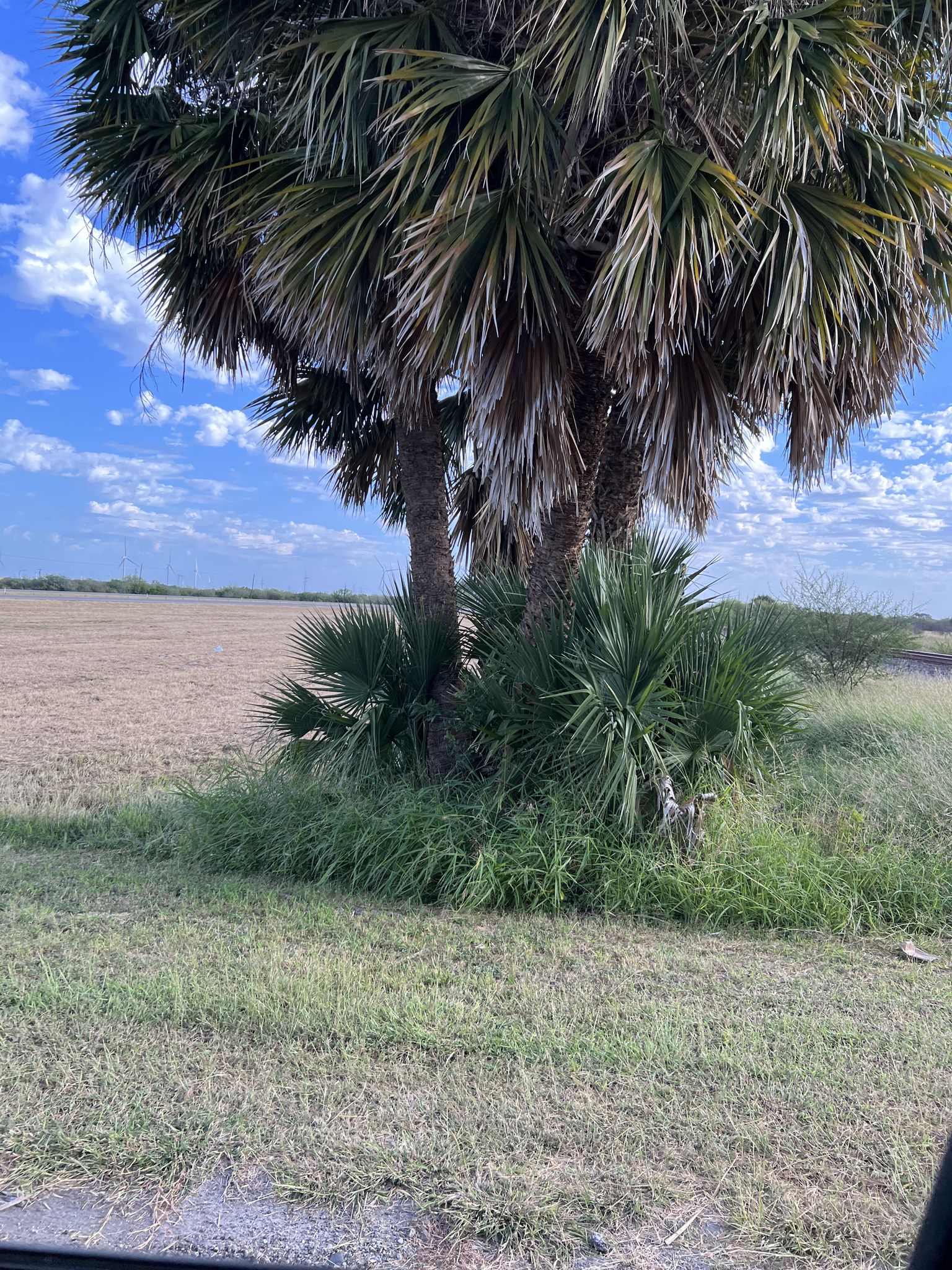 Sabal mexicana